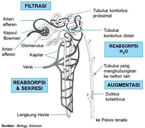 Proses Pembentukan Urine Dan Faktor Yang Mempengaruhinya Lengkap