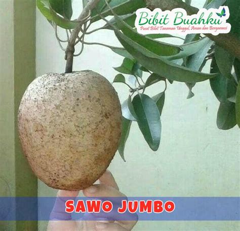 Jual Bibit Sawo Jumbo Jumbo Dan Manis Bibit Buahku