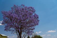 Jakaranda Tree In Bloom Free Stock Photo - Public Domain Pictures