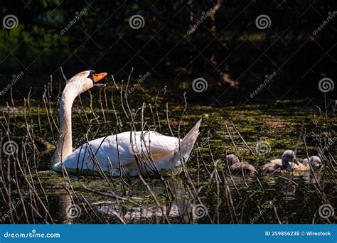 Beautiful Shot of a Swan and Its Babies Swimming in the Lake Stock ...