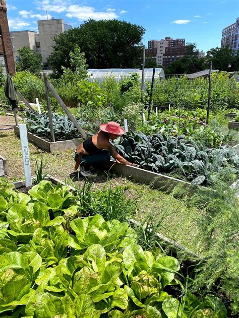 Profile New Roots Bronx Community Farm Farmers Market Coalition