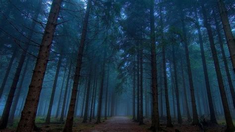 1080P Wallpaper: Twilight Forest Path