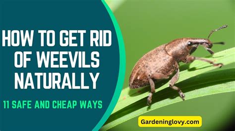 How To Get Rid Of Weevils Naturally 11 Cheap Safe Fixes