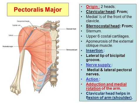 Anterior Axio Appendicular Muscles QUIZ 2 Flashcards Quizlet