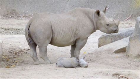 San Diego Zoo welcomes baby rhinoceros | abc7chicago.com