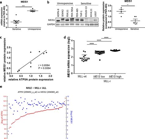 MLL R Leukemia Cells Sensitive To CCI 006 Express Lower Levels Of MEIS1