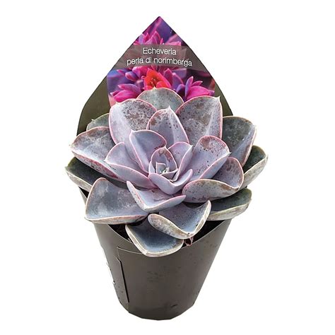 Echeveria Perle von Nürnberg Plant Wholesale FlorAccess