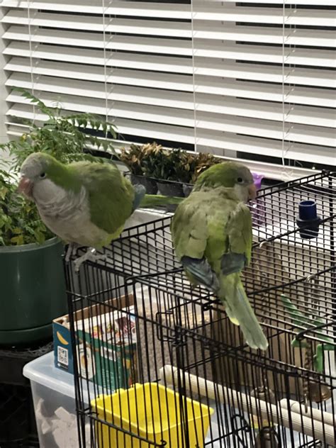 Lost and Found Pets-St. Louis, MO | My quaker Jack got out of his cage