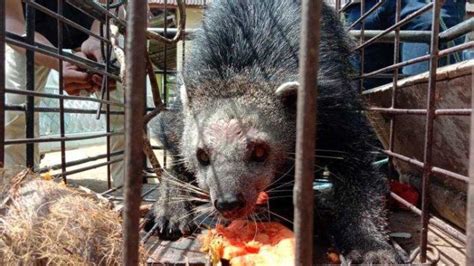 Mengenal Binturong Satwa Langka Yang Sempat Hebohkan Warga Kampung