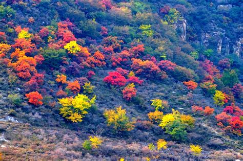 层林尽染的意思赏析第3页大山谷图库