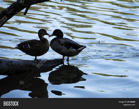 Kissing Ducks Image & Photo (Free Trial) | Bigstock