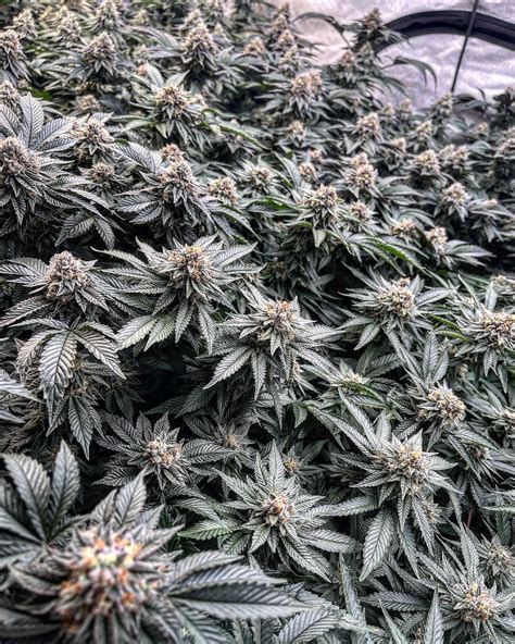 1184 Best Gorilla Glue Images On Pholder Weed Microgrowery And Autoflowers