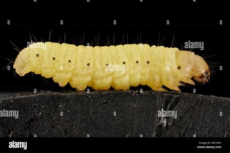 Bee. Wax worm, U, Maryland, side Stock Photo - Alamy