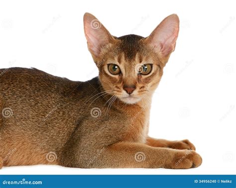 Gato Novo Abyssinian Isolado No Fundo Branco Foto De Stock Imagem De