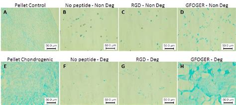 7 Alcian Blue Staining Of Hmsc Cultured In Pellets And In Peg Gels