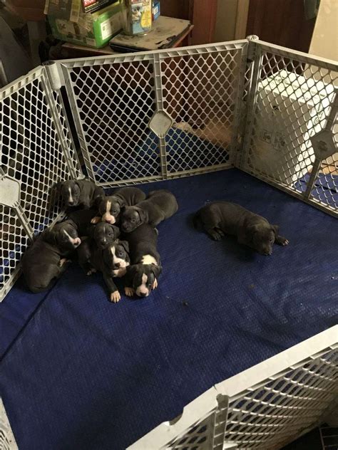 Blue Nose / Blue Pit Bull Puppies