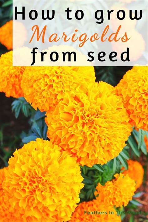 How To Grow Marigolds From Seed Growing Marigolds Planting Marigolds Marigolds In Garden