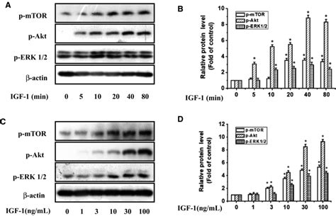 Time And Dosedependent Igf Increased The Phosphorylation Levels Of