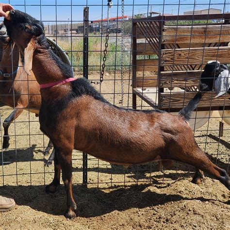 Avi Izzim Registered Nubian Bucks in Southeast New Mexico — New Mexico