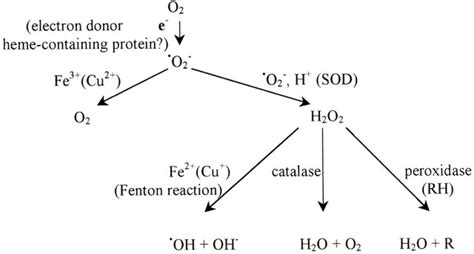 Schematic Representation Of The Sequence Of Events Involved In Fenton