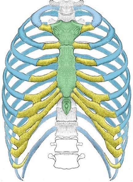 Rib Bones (ANATOMY) Diagram | Quizlet