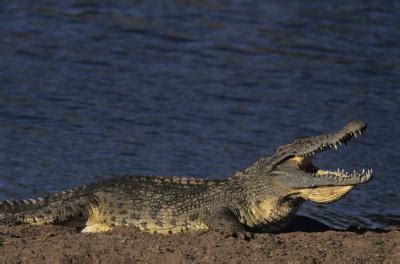 A Crocodile's Natural Habitat | Animals - mom.me