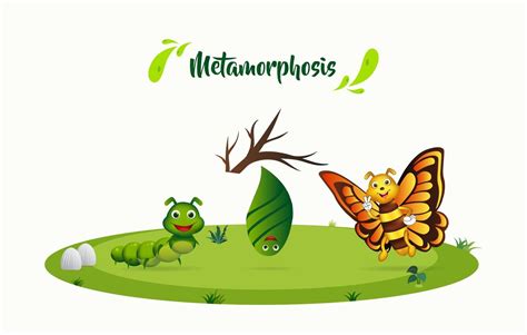 Process metamorphosis butterfly background. Process of butterfly life ...