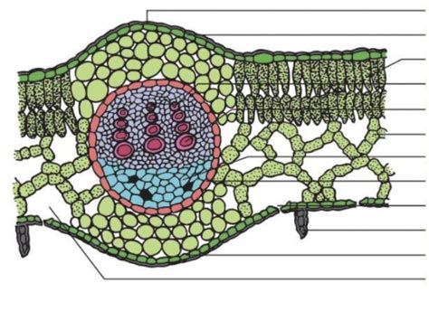 Structures of the Monocot Leaf cross section Diagram | Quizlet