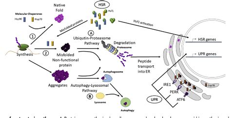 The Role Of Cellular Proteostasis In Antitumor Immunity Semantic Scholar