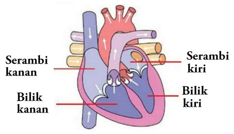 Jantung Dan Pembuluh Darah