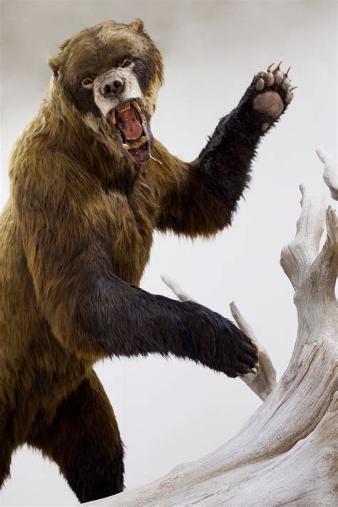 A Model Of A Short Faced Bear Arctodus By Blue Rhino Studio This