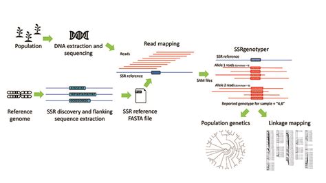 Ssrgenotyper A New Tool To Digitally Genotype Simple Sequence Repeats