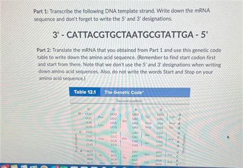 Solved Part 1 Transcribe The Following DNA Template Strand Chegg