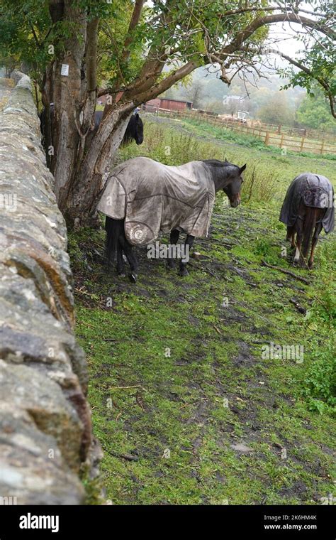 Alpacas Shelter From The Rain Under A Tree Stock Photo Alamy