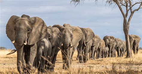 Tage Kenia Entdecken Luxus Wildtier Safari Im X Jeep Getyourguide