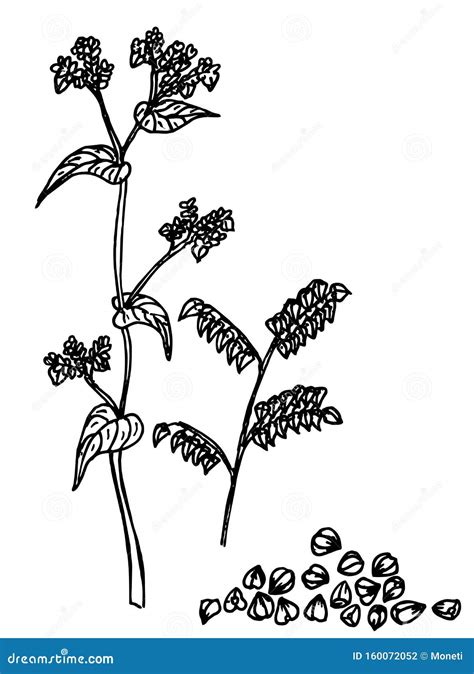 Buckwheat Plant and Buckwheat Groats Sketch. Vector Stock Illustration ...