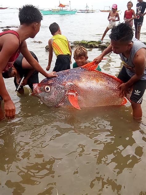 Look A Deep Sea Giant Fish Commonly Known As Moonfish Or Opah Was