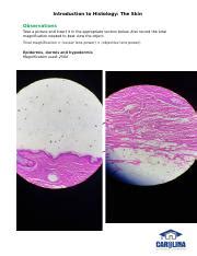 Bio Introduction To Histology The Skin Answer Sheet Docx