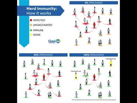 Herd Immunity How It Works YouTube