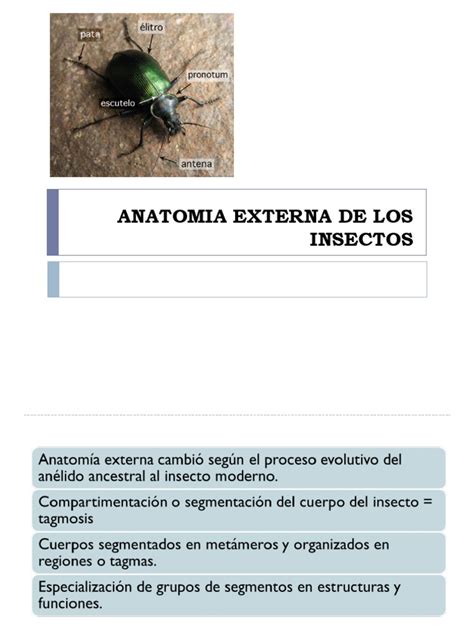 Morfologia General Externa De Insectos Pdf Anatomia Animal Insectos