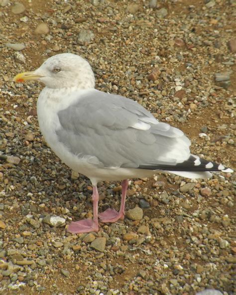 BirdsEye Photography: Review Photos