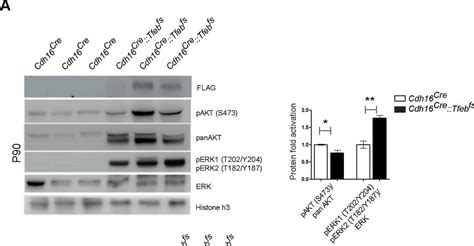 Human Mouse Rat Phospho Erk T Y Erk T Y Antibody