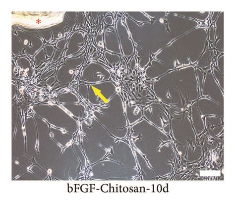 Morphological Observation Of Bmscs And Differentiated Cells With Phase