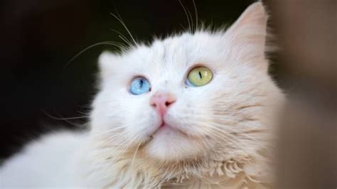 Conoce Al Gato Van Turco Un Felino Juguet N Inteligente Y Amante Del Agua