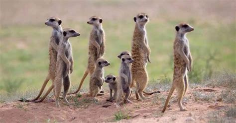 Meerkat Behaviour - AnimalBehaviorCorner