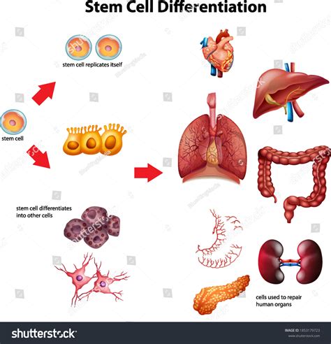 Stem Cell Differentiation Diagram Illustration Stock Vector (Royalty Free) 1853179723 | Shutterstock