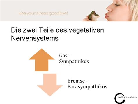 Stress Definitionen Und Modelle Stressdefinition Allgemeines