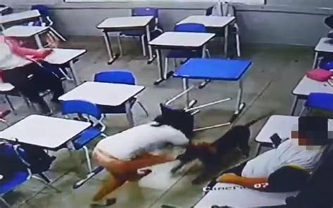 VÍDEO cachorro invade escola e ataca aluna dentro de sala de aula