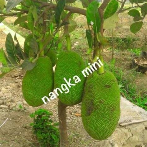 BIBIT BUAH NANGKA MINI TANAMAN NANGKA MINI SIAP BERBUAH DI TAMBULAPOT