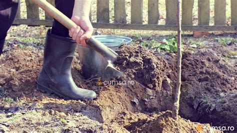 Adancime Plantare Pomi Fructiferi Cum Sa Faci Plantarea In Mod Corect